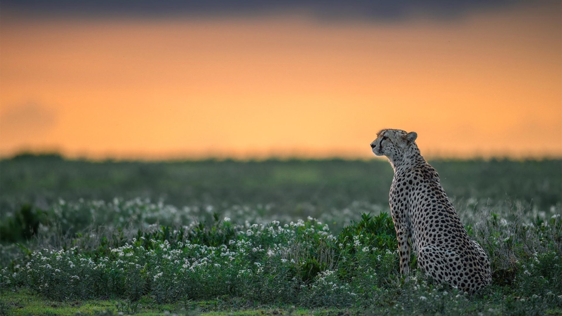 意甲精彩瞬间频现，精妙进球与关键扑救燃爆全场，意甲进球集锦